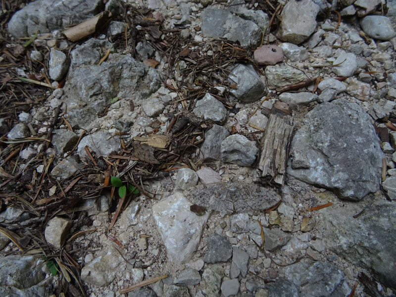 da trovare....e da determinare (cfr: Alcis repandata)